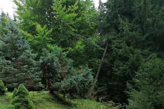 Teren Constructii intravilan de 2000 mp, in Poiana Brasov