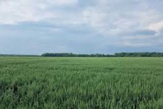 25 ha teren agricol la Brabova judetul Dolj 