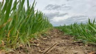 1,85 ha teren agricol la Brebeni judetul Olt