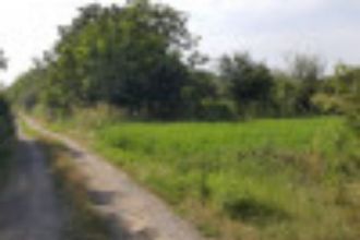 1 ha teren agricol la Cosoveni judetul Dolj