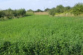 5,39 ha teren agricol la Ipotesti judetul Olt