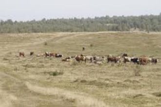 13 hectare de pasuni la Breznita-Motru in judetul Mehedinti