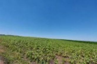 3 hectare de teren agricol in comuna Poeni din judetul Teleorman