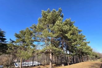 Teren Constructii intravilan de 3600 mp, in Cisnadioara