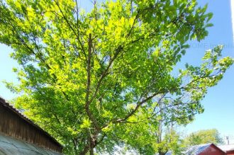 Teren Ideal Casa Letea Veche