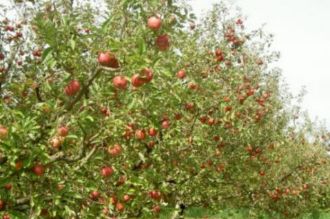 Teren intravilan la 5km de Suceava 